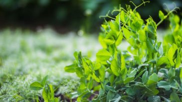 barszcz sosnowskiego objawy jak usunąć