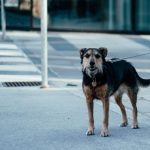 bezpańskie psy w rumunii