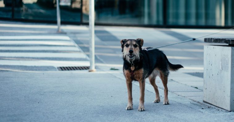 bezpańskie psy w rumunii