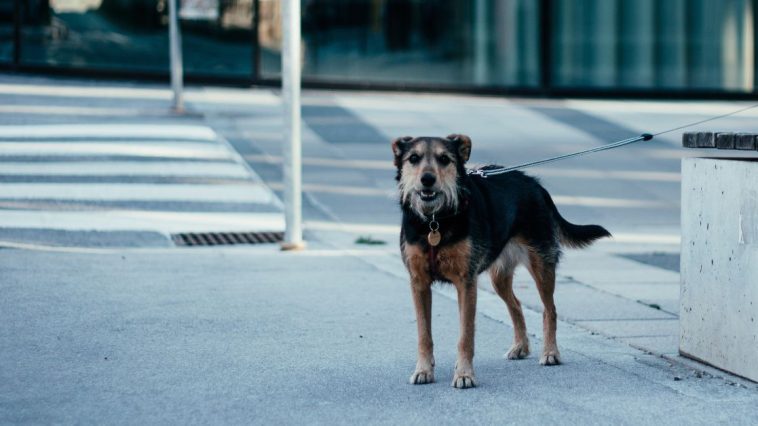 bezpańskie psy w rumunii