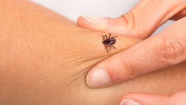 co przyciąga kleszcze