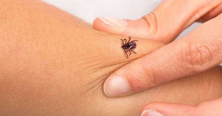 co przyciąga kleszcze