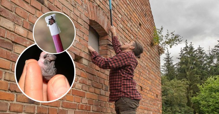 małe nietoperze jak wyglądają