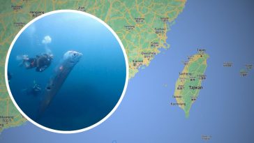 ryba zagłady tajwan