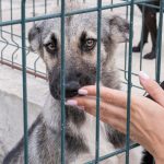 pies ze schroniska pierwsze dni w domu