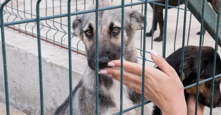 pies ze schroniska pierwsze dni w domu