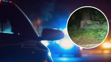 zwierzę berlin obława