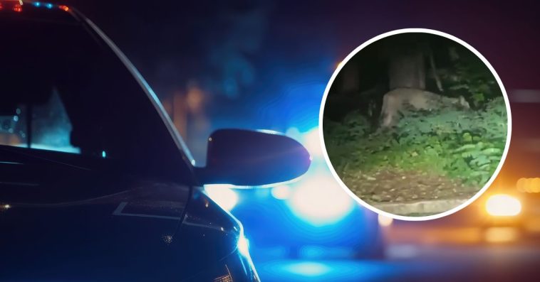 zwierzę berlin obława