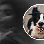 czy koty widzą duchy