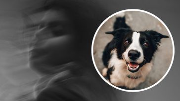 czy koty widzą duchy