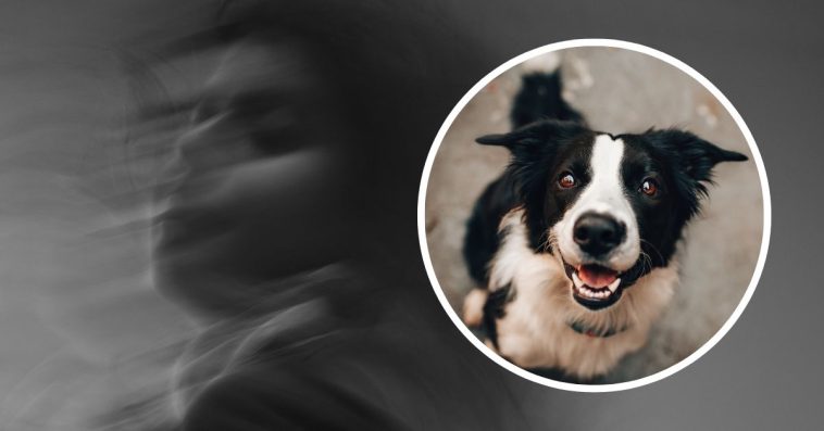 czy koty widzą duchy