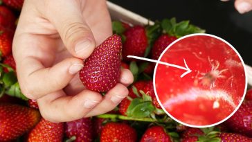 mycie truskawek w termomiksie