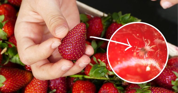 mycie truskawek w termomiksie