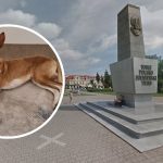 podenco z ibizy cena