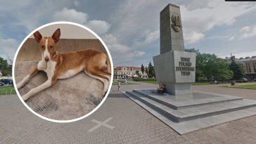 podenco z ibizy cena