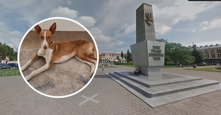 podenco z ibizy cena