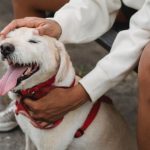 petsitter co to cennik praca kurs online