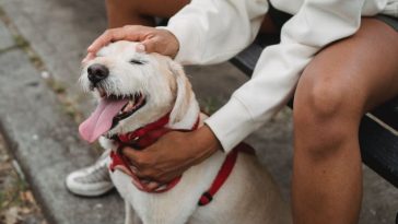 petsitter co to cennik praca kurs online