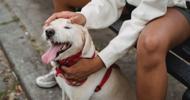 petsitter co to cennik praca kurs online