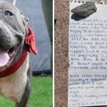 pies z kartki papieru