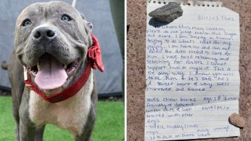 pies z kartki papieru