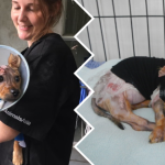 pies oblany wrzątkiem