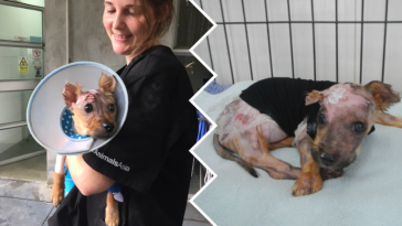 pies oblany wrzątkiem