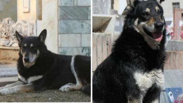 pies spał na grobie właściciela