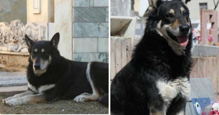 pies spał na grobie właściciela