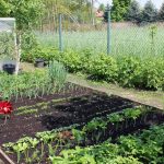 ogródki działkowe do likwidacji