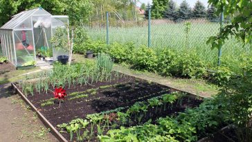 ogródki działkowe do likwidacji
