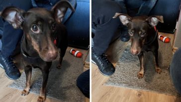 opole policja wiadomości