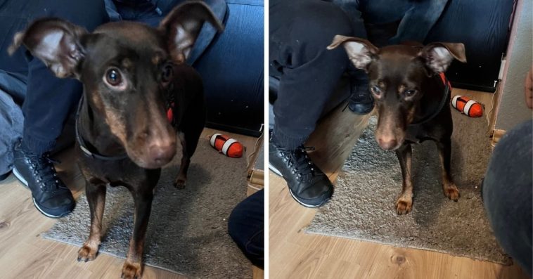 opole policja wiadomości