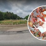 włocławek martwy kot sfinks