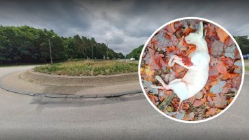 włocławek martwy kot sfinks