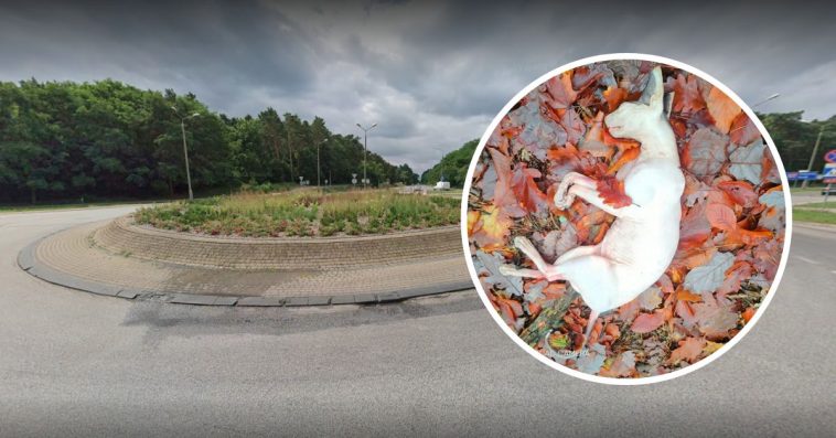 włocławek martwy kot sfinks