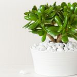 grubosz właściwości trujące