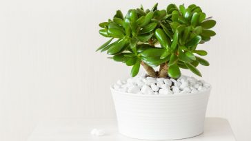 grubosz właściwości trujące