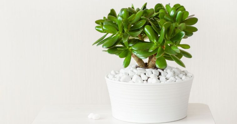 grubosz właściwości trujące