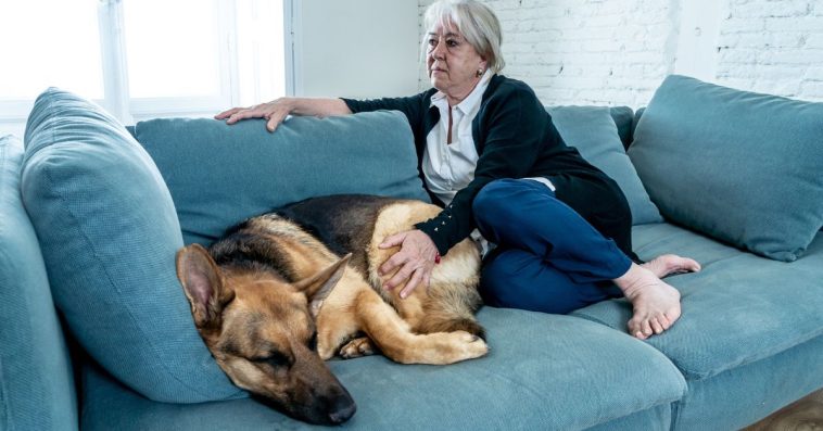 Czy komornik ma prawo zająć mojego psa lub kota?