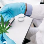 medyczna marihuana recepta online cena