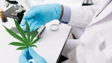 medyczna marihuana recepta online cena