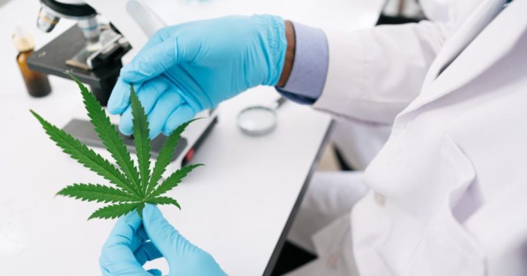 medyczna marihuana recepta online cena