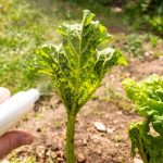 preparaty do zwalczania mszyc