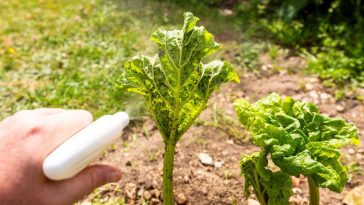 preparaty do zwalczania mszyc