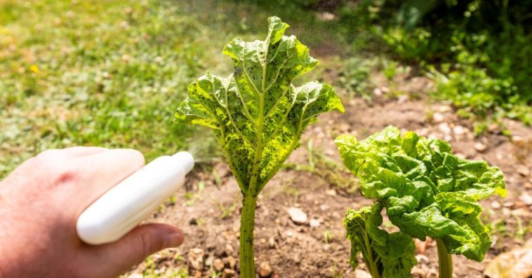 preparaty do zwalczania mszyc