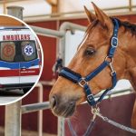 wypadek w stadninie koni