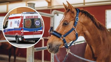 wypadek w stadninie koni