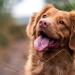 jaka karma dla psa jest najlepsza