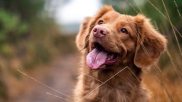 jaka karma dla psa jest najlepsza